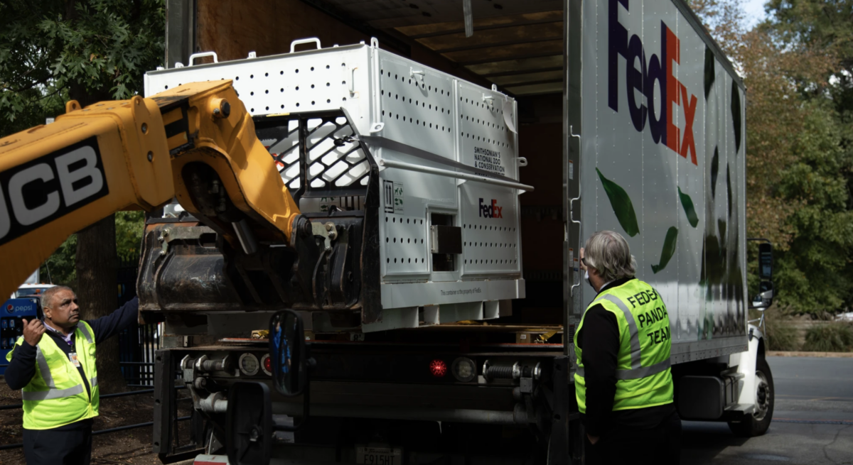 I panda sono tornati in città: il 'FedEx Panda Express' porta gli orsi negli Stati Uniti