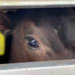 Filmati Segreti Mostrano Vitelli Picchiati Prima dell'Esportazione