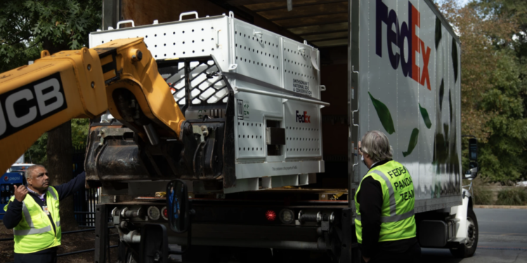 The pandas are back in town: ‘FedEx Panda Express’ brings bears to US