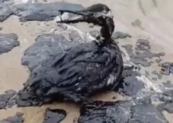 Oil washes up along Black Sea coastline following triple tanker casualties