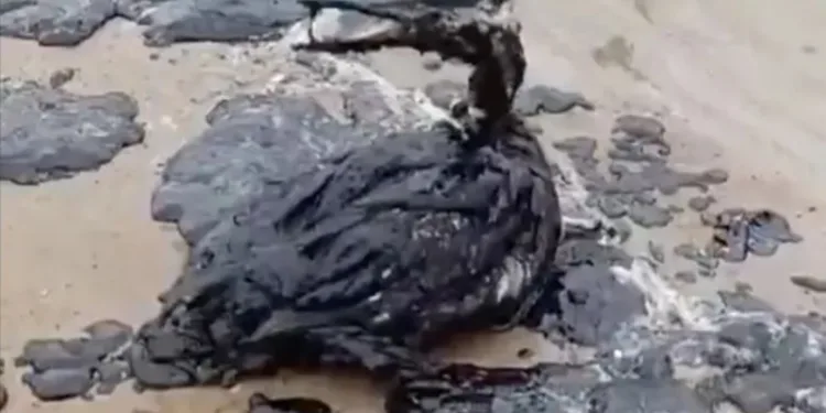 Oil washes up along Black Sea coastline following triple tanker casualties