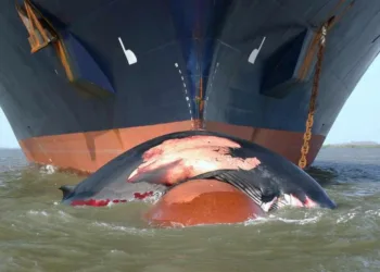 AI tool designed to mitigate whale collisions at sea