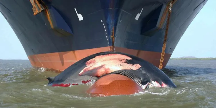 AI tool designed to mitigate whale collisions at sea