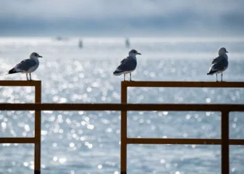 Port of Helsinki reaches key climate goal
