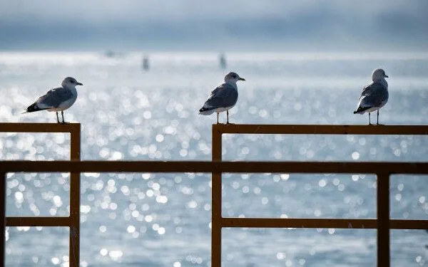 Port of Helsinki reaches key climate goal