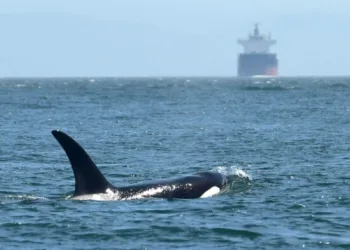 Trelleborg integrates whale alerts into navigation systems